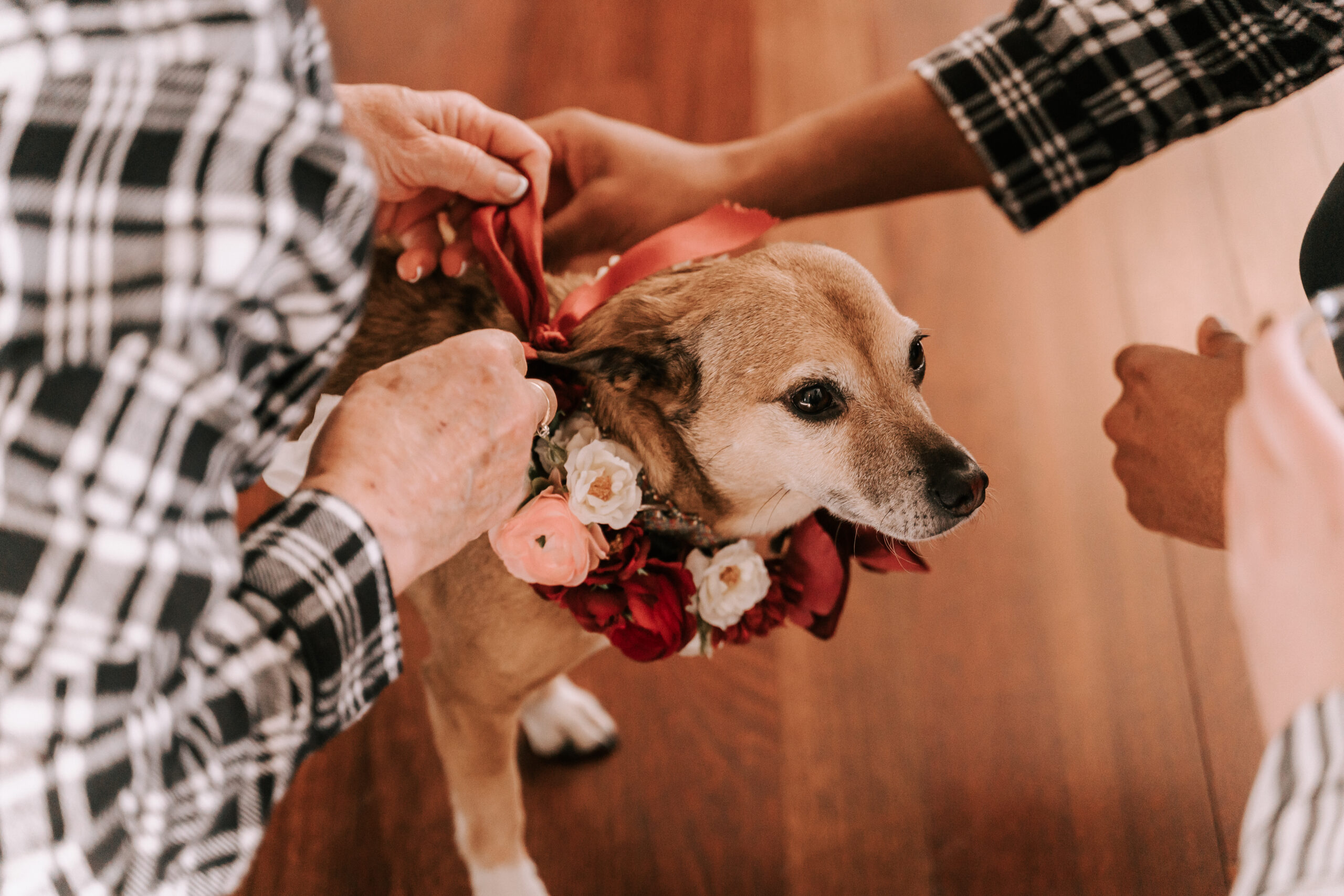 dog with flower collar in bridal suite at Barker House, a dog-friendly wedding venue in Massachusetts, getting ready with wedding party